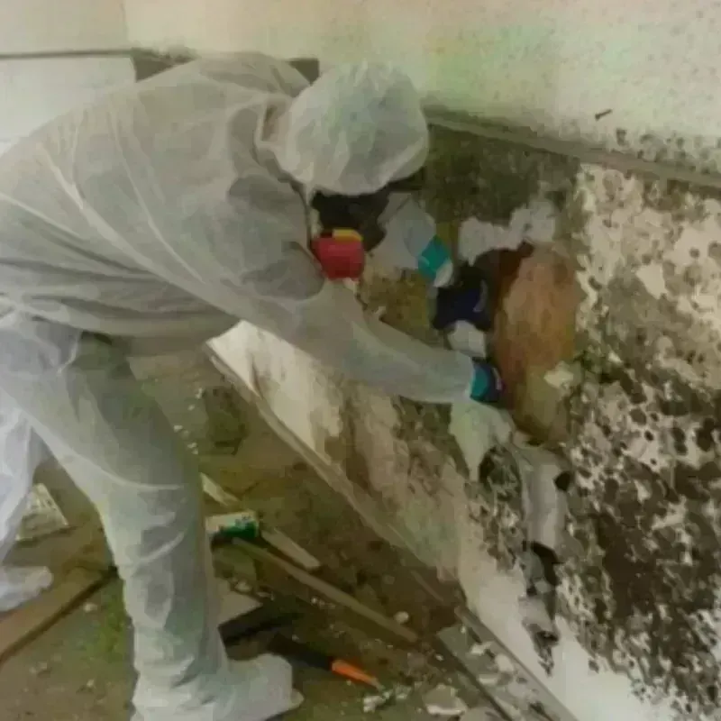 Mold Remediation and Removal in Sac City, IA